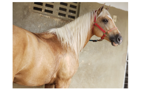BULLYS CHEX MV